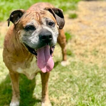 Rescue Boxer Dogs for Adoption in Conroe, Texas - Chu Chu | PetCurious