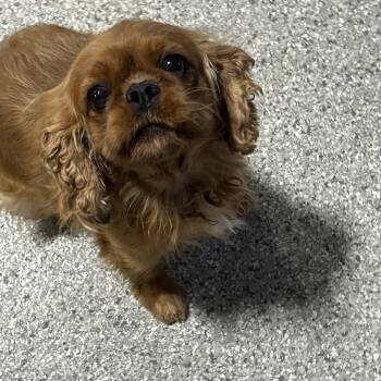 Ruby 20 lbs -  Cavalier King Charles Spaniel Dog Available for Adoption in Antwerp, Ohio - Ruby 20 Lbs | PetCurious