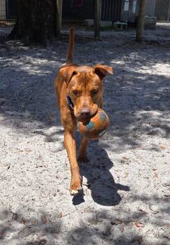 Clifford (Trained) -  Mixed Breed Dog for Adoption in Umatilla, Florida - Clifford (Trained) | PetCurious