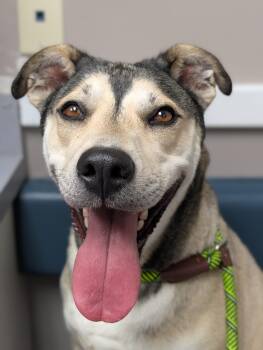 Daisy -  German Shepherd Dog Dog for Adoption in Plainfield, New Jersey - Daisy | PetCurious