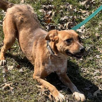 Australian Cattle Dog Blue Heeler and Cattle Dog Dogs Available for Adoption - Tia | PetCurious