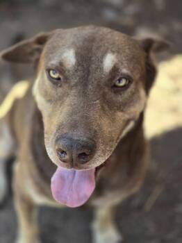 Rescue Shepherd Dogs for Adoption in Kempner, Texas - Sam Beckett | PetCurious