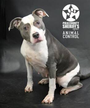 American Bulldog and Mixed Breed Dogs Available for Adoption - SADIE | PetCurious