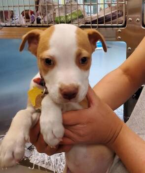 Australian Cattle Dog Blue Heeler and Mixed Breed Dogs Available for Adoption in St. Louis, Missouri - TWEED | PetCurious