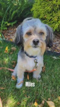Miles -  Shih Tzu and Yorkshire Terrier Dog for Adoption in Jefferson Hills, Pennsylvania - Miles | PetCurious