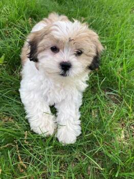 Shih Tzu and Bichon Frise Dogs Available for Adoption in Eden Prairie, Minnesota - VIOLET | PetCurious