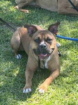 Spanky -  Mixed Breed Dog for Adoption in Atlanta, Georgia - Spanky | PetCurious