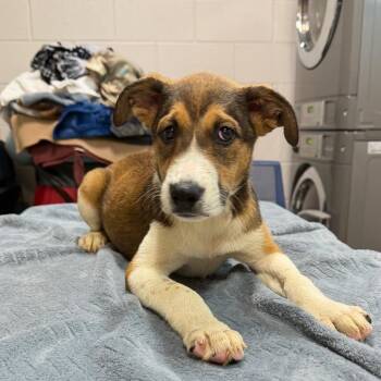 Louis -  Mixed Breed Dog for Adoption in Englewood, Florida - Louis | PetCurious