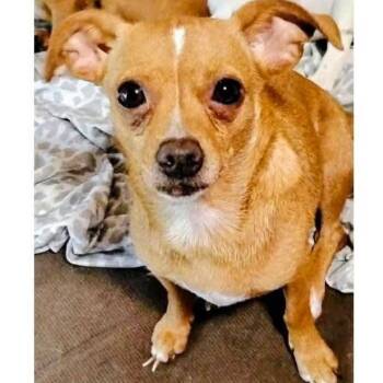 Lisa -  Chihuahua Dog for Adoption - Lisa | PetCurious