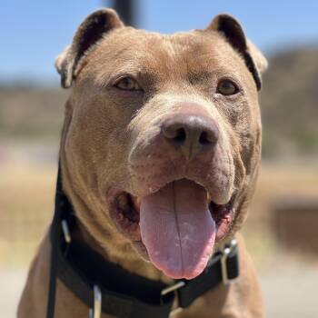 HANK -  Pit Bull Terrier Dog for Adoption in Whittier, California - HANK | PetCurious