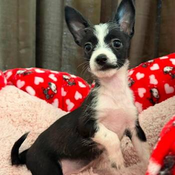 Linguine -  Terrier Dog for Adoption in Agua Dulce, California - Linguine | PetCurious