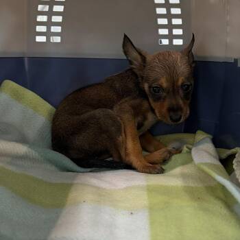 Terrier and Shepherd Dogs Available for Adoption in Edinburg, Texas - Chloe | PetCurious