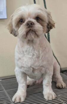 Shih Tzu Dogs Available for Adoption - Moses | PetCurious