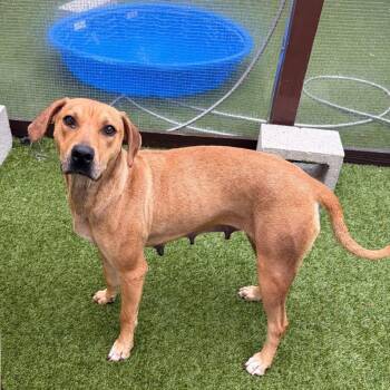 Bam Bam 3601 -  Mixed Breed Dog for Adoption in Loxahatchee Groves, Florida - Bam Bam 3601 | PetCurious