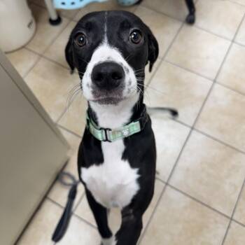Fawn -  Labrador Retriever Dog for Adoption in Pekin, Illinois - Fawn | PetCurious