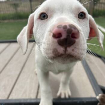 Ben -  American Staffordshire Terrier Dog Available for Adoption in Seward, Nebraska - Ben | PetCurious