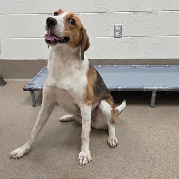 Hound Dogs Available for Adoption in Chatham, Virginia - Tashawna | PetCurious