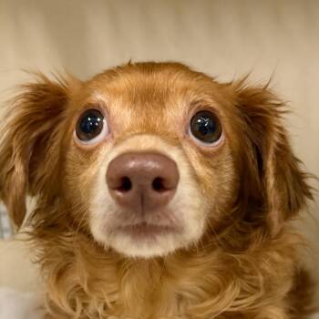 Chihuahua Dogs Available for Adoption - Izzy | PetCurious