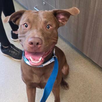 Diesel -  Labrador Retriever and Mixed Breed Dog for Adoption in Council Bluffs, Iowa - Diesel | PetCurious