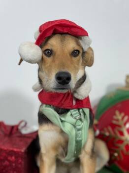 Foxhound and Labrador Retriever Dogs Available for Adoption - Pretzel | PetCurious