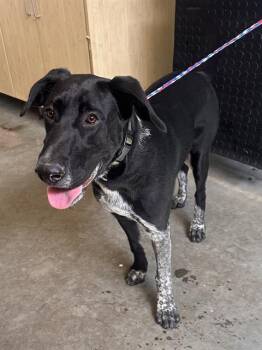Rescue German Shorthaired Pointer and Labrador Retriever Dogs for Adoption in Camarillo, California - A872652 | PetCurious