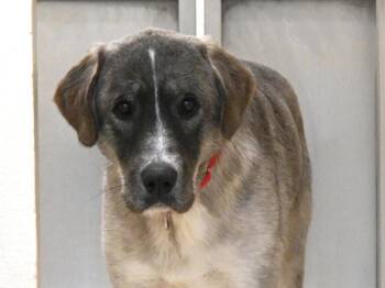Rescue Great Pyrenees Dogs for Adoption in Portland, Oregon - Ugali | PetCurious