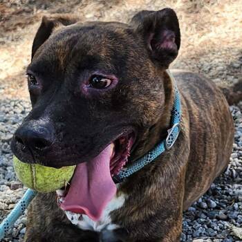 Rescue Pit Bull Terrier Dogs for Adoption in Burbank, California - Bucky | PetCurious