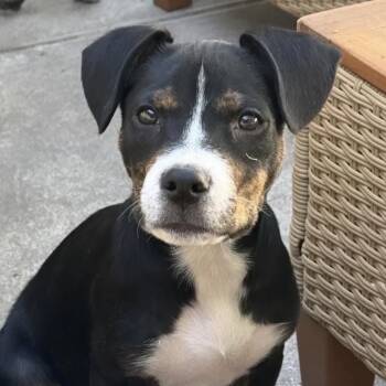 Archer -  American Staffordshire Terrier Dog for Adoption in Denver, Colorado - Archer | PetCurious