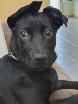 Rescue Shepherd Dogs for Adoption in WDM, Iowa - Coraline | PetCurious