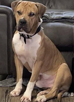 Rescue American Staffordshire Terrier Dogs for Adoption in San Antonio, Texas - HERCULES | PetCurious