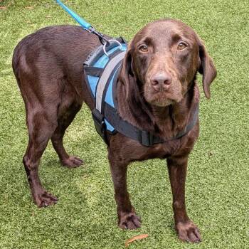 Carmella -  Chocolate Labrador Retriever Dog for Adoption in Charlottesville, Virginia - Carmella | PetCurious