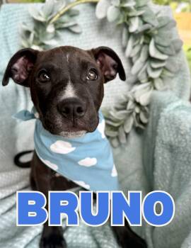 Mixed Breed Dogs Available for Adoption in Shalimar, Florida - Bruno | PetCurious