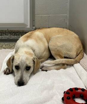 Labrador Retriever and Beagle Dogs Available for Adoption in Mustang, Oklahoma - Betta | PetCurious