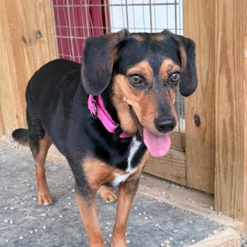 Lucy -  Beagle Dog for Adoption in Grafton, Ohio - Lucy | PetCurious