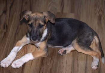 Rescue Mixed Breed Dogs for Adoption in Watertown, Connecticut - Capri | PetCurious