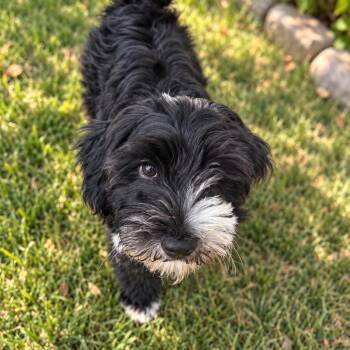 Mabel -  Poodle and Labrador Retriever Dog for Adoption in Overland Park, Kansas - Mabel | PetCurious