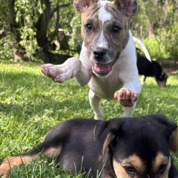 Canyon -  Boxer and Pit Bull Terrier Dog for Adoption in Carmel Hamlet, New York - Canyon | PetCurious