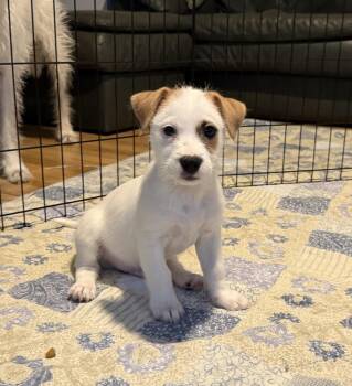 SEYMOUR -  Terrier Dog for Adoption in Broomfield, Colorado - SEYMOUR | PetCurious