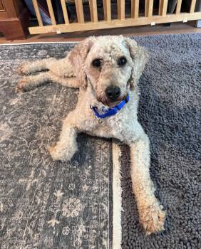 Norman -  Standard Poodle Dog for Adoption in Whitewater, Wisconsin - Norman | PetCurious