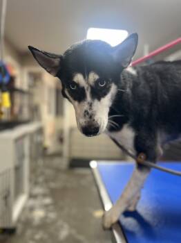 Nika -  Siberian Husky Dog for Adoption in New Orleans, Louisiana - Nika | PetCurious