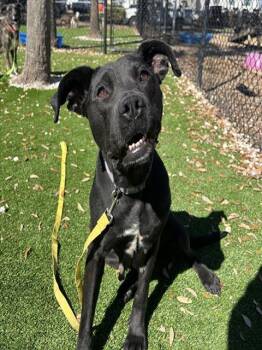 Mixed Breed Dogs Available for Adoption - NAMI | PetCurious