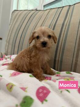 Friends group Monica -  Miniature Poodle and Shih Tzu Dog for Adoption in Semmes, Alabama - Friends Group Monica | PetCurious