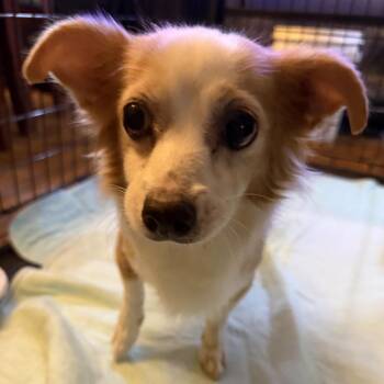 AAD New Arrival!  Sunny Bunny - 26143 -  Chihuahua Dog for Adoption in Armonk, New York - AAD New Arrival!  Sunny Bunny - 26143 | PetCurious