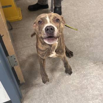 Mixed Breed Dogs Available for Adoption - Gojo | PetCurious