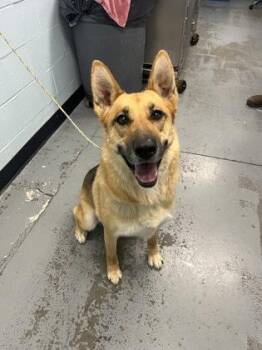 German Shepherd Dog Dogs Available for Adoption in Sacramento, California - Daisy | PetCurious