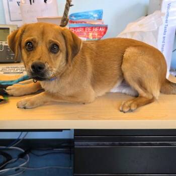 LIONEL -  Beagle and Mixed Breed Dog for Adoption in Long Beach, California - LIONEL | PetCurious