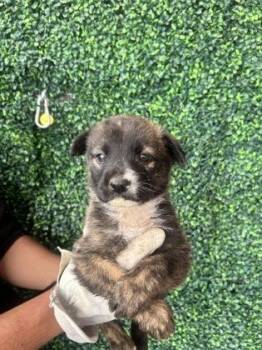 Shepherd and Mixed Breed Dogs Available for Adoption - 60783666 | PetCurious