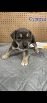 Mixed Breed Dogs Available for Adoption in Wyoming, Michigan - Cypress | PetCurious