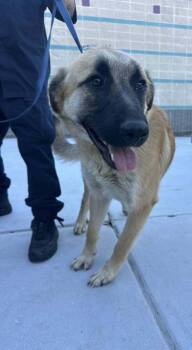 Rescue Anatolian Shepherd Dogs for Adoption in Pleasant Hill, California - Spice | PetCurious