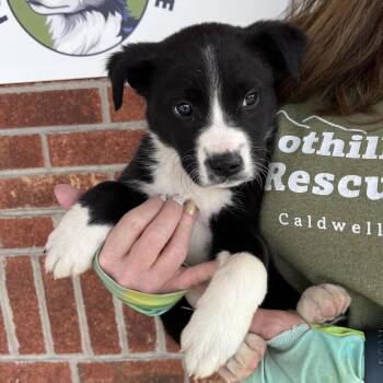 Mixed Breed Dogs Available for Adoption - Dewey(Disney Duck Pups) | PetCurious